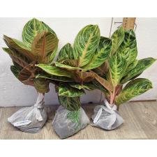 Аглаонема Сиам Перфект Таиланд / Aglaonema Siam Perfect Thailand A-100