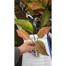 Aglaonema Heng Heng Heng (red form).