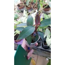 Philodendron red sp pot 450р