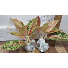 Аглаонема Легаси Красная. / Aglaonema Legacy - red A-108