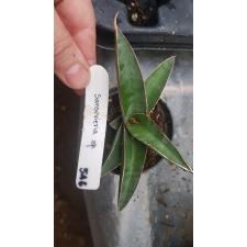 Sansevieria johannesburg Blue 546
