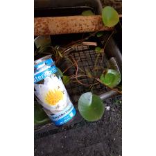 Nymphaea Mix Waterworld белый