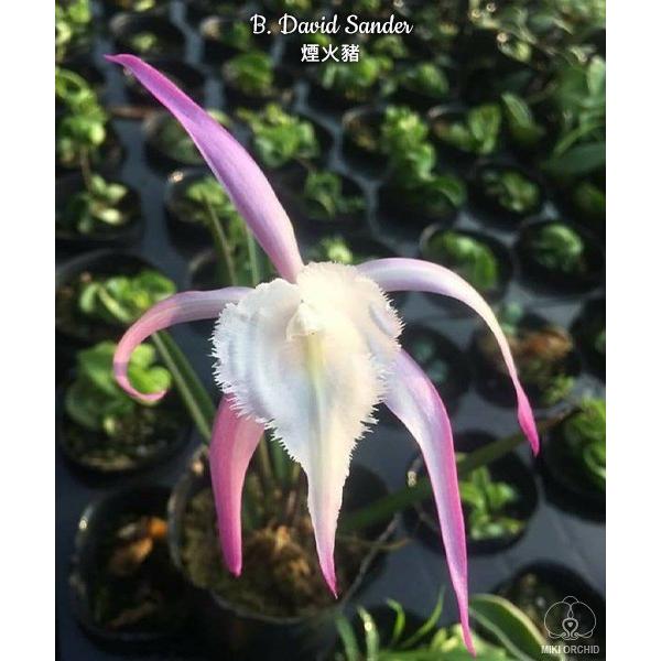 Брассалавола Дэвид Сандер / B. David Sander