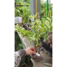 Brunfelsia australis albomarginata 239