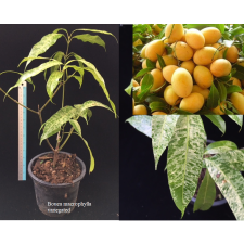 Буэа крупнолистная варегатная / Bouea macrophylla variegated.