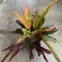 Codiaeum Tri Hawaii.