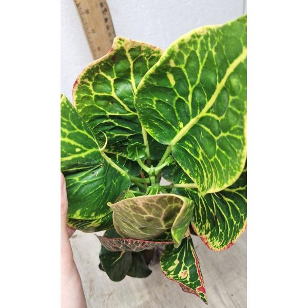 Codiaeum Ploen Chit A51