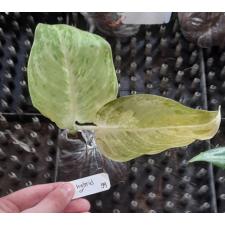 Aglaonema White Rose 59 уценка