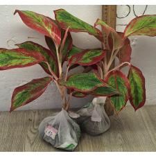 Аглаонема Рич номер 2. / Aglaonema Rich no.2 A-63