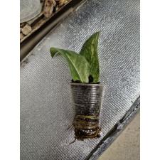 Zamioculcas zamiifolia variegated (big leaf)(yellow var) стаканчик 2 сегмента