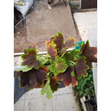 Pelargonium Vancover Centennial 50р черенок