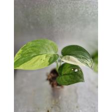 Scindapsus Jade Satin variegated Д