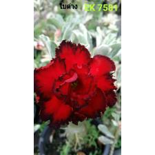 Adenium sp 7581