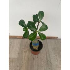 Adenium sp 8896