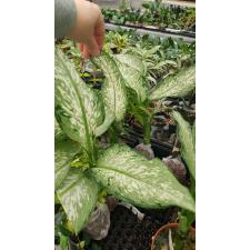 Dieffenbachia Udomsub (white form).