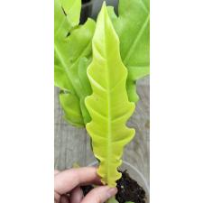 Филодендрон золотой крокодил. / philodendron golden crocodile (S)