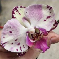 Фаленопсис Мэджик Арт / Phalaenopsis Magic Art