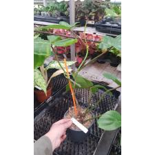 Philodendron sp.(T29) Hairy petiole 511