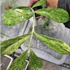 Замиокулкас замифолия варегатная (Длинный лист) / Zamioculcas zamiifolia variegated (long leaf)