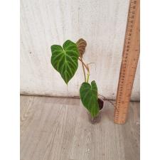 Philodendron verrucosum стакан