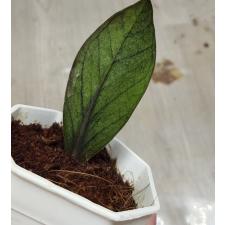 Zamioculcas zamiifolia black variegated (1 leaves) номер 5