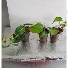 Philodendron oxycardium variegated стакан Д