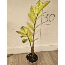 Замиокулкас замифолия Хамелеон/ Zamioculcas zamiifolia (Zamioculcas Chameleon) 