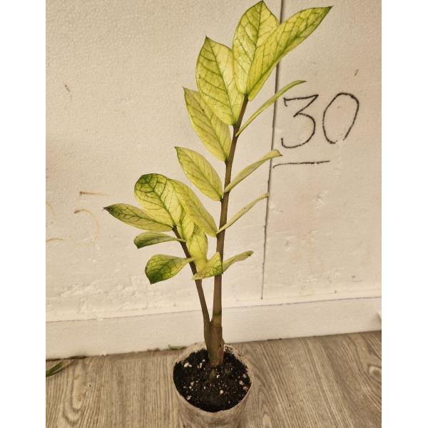 Замиокулкас замифолия Хамелеон/ Zamioculcas zamiifolia (Zamioculcas Chameleon) 