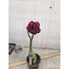 Adenium sp Lip Print