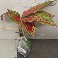 Аглаонема Лайнамтонг / Aglaonema Lainamtong A-52