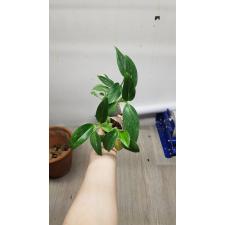 Philodendron guttiferum cobra variegata 5 cm pot