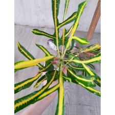 Codiaeum B-4 Khao hwang thong