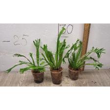 Asplenium nidus variegated ex Japan 