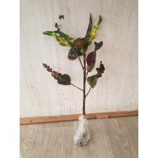 Codiaeum A28 Millionnaire