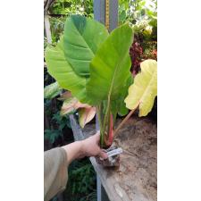Philodendron 'Jungle Fever' Gold 179/1
