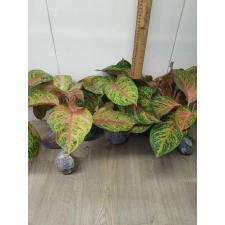 Aglaonema Miss-Thailand A-92