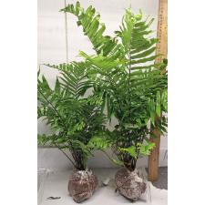 Нефролепис бисеррата 'Гиганский лист' / Nephrolepis biserrata 'Giant leaf'