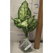 Аглаонема Аньямани белая / Aglaonema Anyamanee - White A-12
