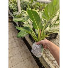 Philodendron imperial Green