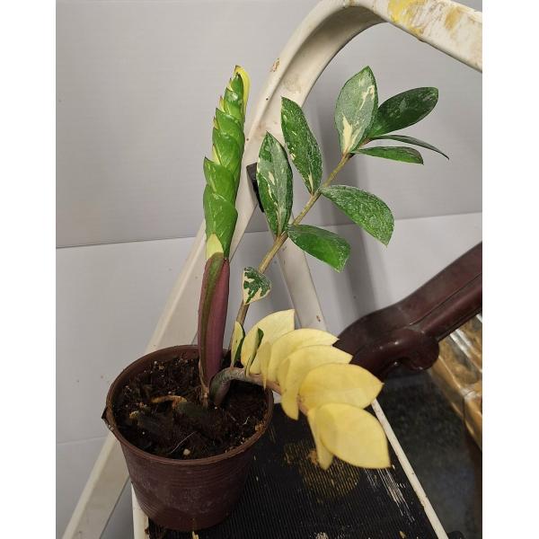 Zamioculcas zamiifolia variegated (short leaf)