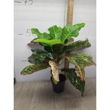 Codiaeum Tri Noosara 79 M