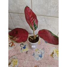 Aglaonema sp 4 - 500p