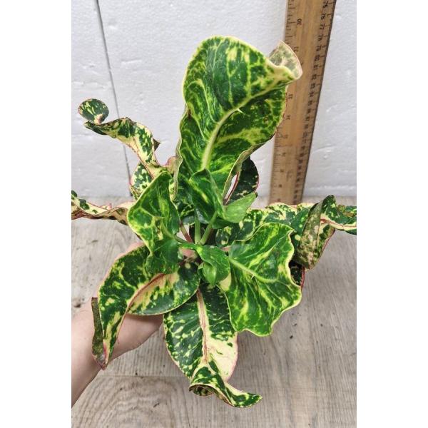 Codiaeum Sri Lom A54