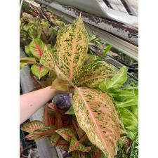 Aglaonema Chocolate /orange all star A-133
