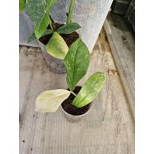 Zamioculcas zamifolia short leaf ук лист с ростом