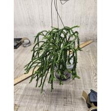 huperzia sp 5 pot