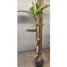 Фикус сп.(Т39)(Белая варегатность) / Ficus sp.(T39) (white variegated)