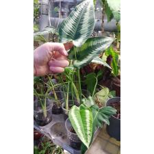 Schismatoglottis sp pot