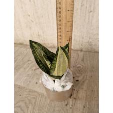 Sansevieria Mini Hani green eye