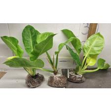 Филодендрон Мунлайт варегатная / Philodendron Moonlight variegata